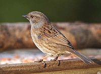 Dunnock.jpg