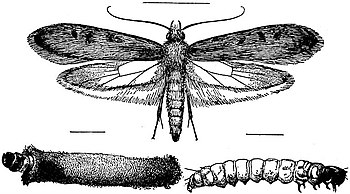 EB1911 Lepidoptera - Clothes Moth.jpg