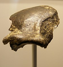 The frontal bone, Eyasi Hominin 6 EH 06 05.JPG