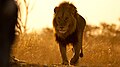 Земляной лев Ботсвана.jpg