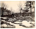 East side of Longfellow House garden with arbor, 1904-1910 (673d91ec-6474-49c9-9e1f-eb6344217798).jpg