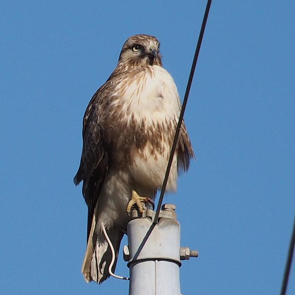 File:Eastern Buzzard (Buteo japonicus) on the pole (31620166751) (cropped).jpg