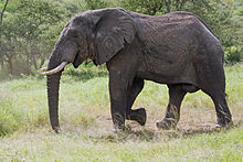 Eastern Serengeti 2012 05 31 2898 (7522631252).jpg