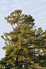 Miniatura per Pinus strobus