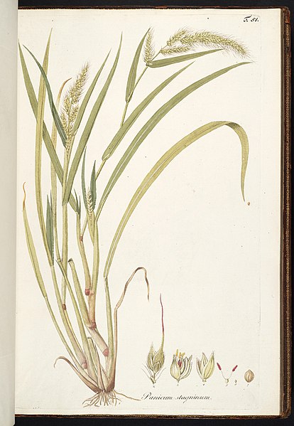 File:Echinochloa stagnina illustration (01).jpg