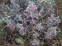 Echium asperrimum