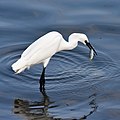 * Nomination Little egret (Egretta garzetta) catches fish (1 of 5), Muttukadu Backwaters, TN --Tagooty 06:41, 16 January 2022 (UTC) * Promotion  Support Good quality. --Rjcastillo 07:04, 16 January 2022 (UTC)