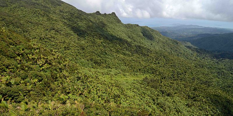 File:El Yunque National Forest, Puerto Rico by Geoff Gallice - 001.jpg