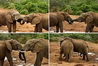 African bush elephant - Wikipedia