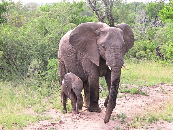 Elephant mother and calf Sabi Sand.jpg