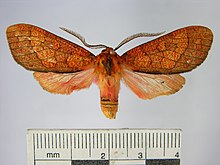 Elysius gladysia.JPG