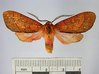 <i>Elysius gladysia</i> Species of moth