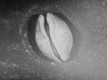 Fichier:Développement embryonnaire d'une salamandre, filmé dans les années 1920.ogv