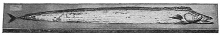 Long, narrow fish mounted on a block of wood