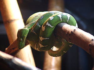 Emerald Tree Boa at Wilmington's Serpentarium.