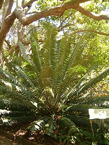 Encephalartos paucidentatus KirstenboshBotGard09292010B.JPG