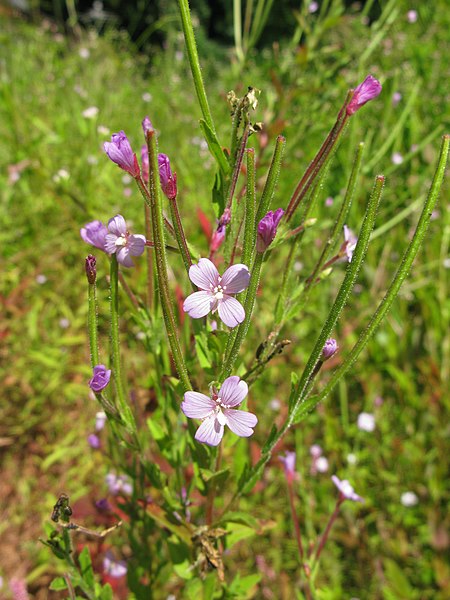 File:Epilobium pyrricholophum 3.JPG