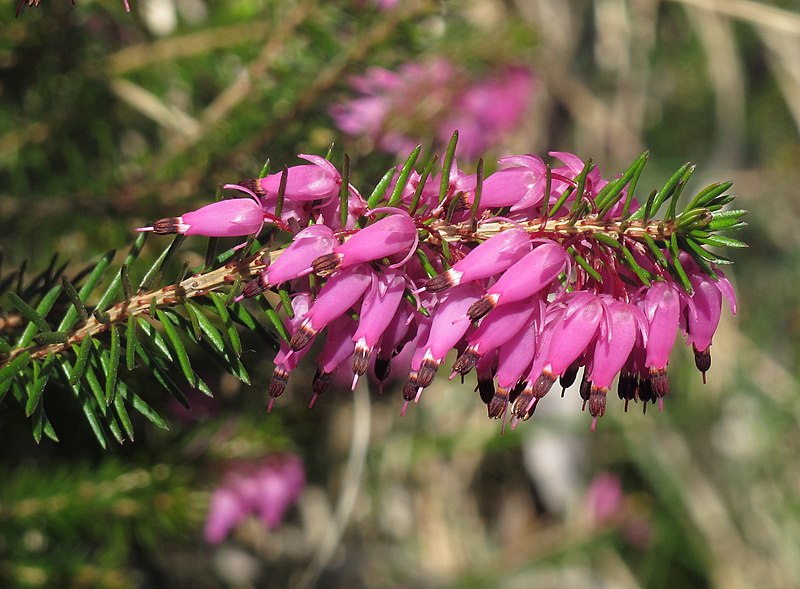 File:Erica carnea RF.jpg