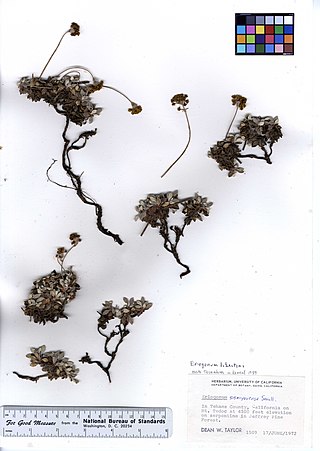 <i>Eriogonum libertini</i> Species of wild buckwheat