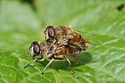 Mistbienen Pärchen bei der Paarung. Bei der Mistbiene ist die Fühlerborste nicht gefiedert.