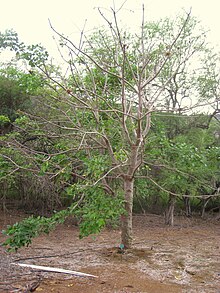 Erythrina sacleuxii - Ботанический сад кратера Коко - IMG 2308.JPG