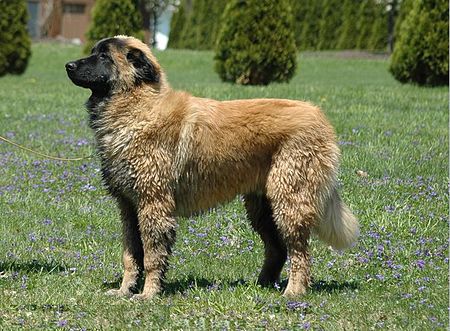 Estrela Mountain Dog 6 month old male.jpg