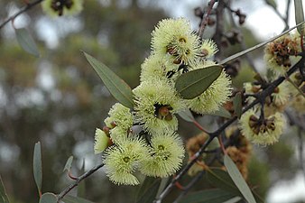 flowers Eucalyptus desmondensis flowers.jpg