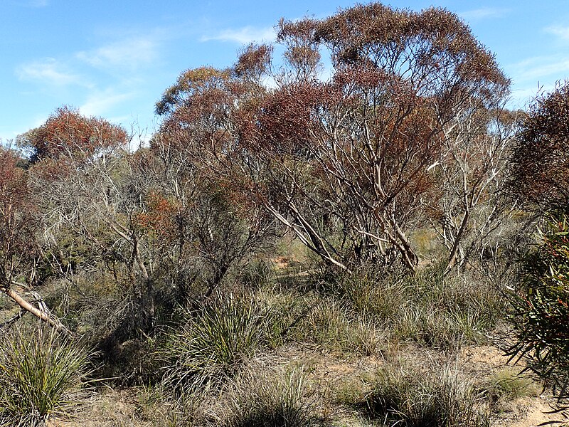 File:Eucalyptus latens habit.jpg