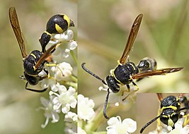 Pill wasps