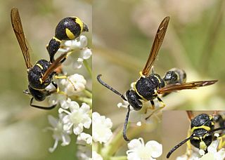 <i>Eumenes</i> (wasp) genus of insects