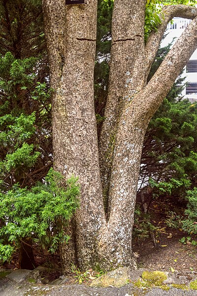 File:Euonymus lucidus in Wellington Botanical Garden 02.jpg