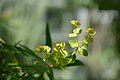 Nucatum amygdalarum 509 20120701020020 category:Specimens_in_Botanical_Garden_in_Kaisaniemi