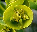 Euphorbia myrsinites