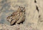 Thumbnail for File:Eurasian Eagle-owl (Bubo bubo) (50024089456).jpg