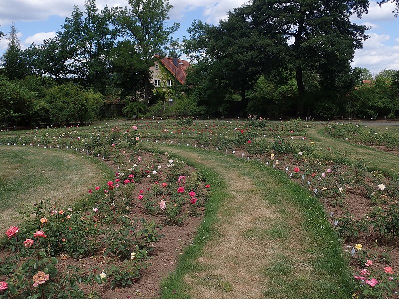 File:Europa-Rosarium Sangerhausen 2022-07-04 2781.jpg