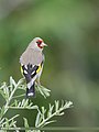 European Goldfinch (Carduelis carduelis) (50474468541).jpg