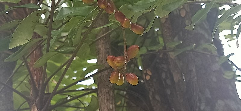 File:Eurycoma longifolia 53547194.jpg