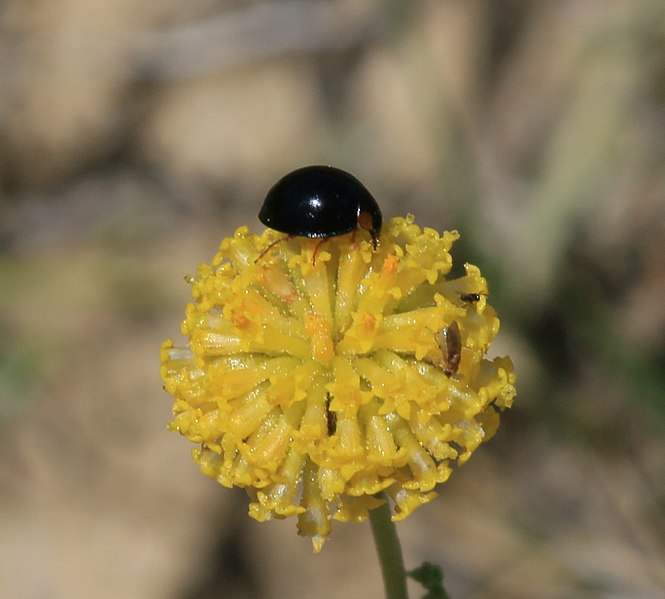 File:Exochomus pubescens-nigromaculatus - Flickr - S. Rae.jpg