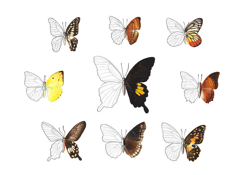 File:Exotic Butterflies - Shubina Arina.jpg