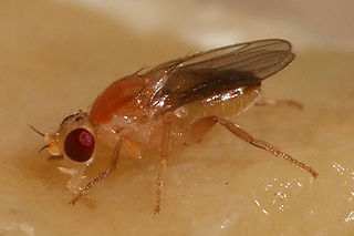 <i>Hippelates</i> Genus of flies