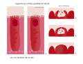 Phagocytic process inside the human small intestine