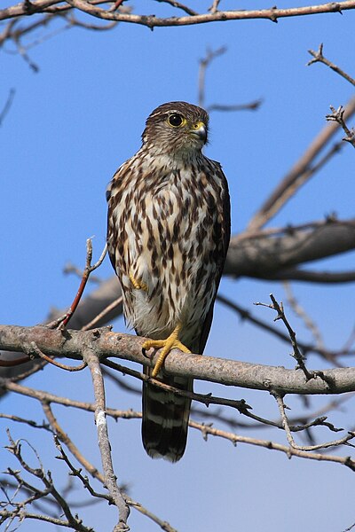 File:Falco columbarius PP.jpg