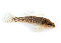 Etheostoma flabellare