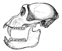 Fig. 3.—Skull of Macaeus rhesus: ½ diam. (Copied from Anderson, 'An. Zool. Res.')