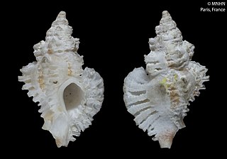 <i>Favartia nivea</i> Species of gastropod