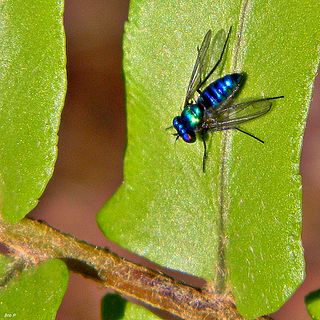 <i>Condylostylus mundus</i> Species of fly