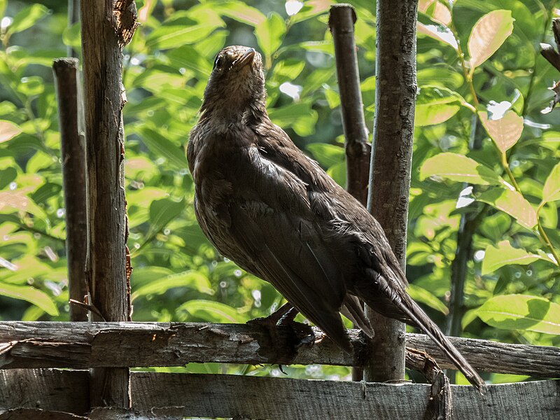 File:Female Blackbird Watching, Chelsea Physic Garden, Royal Hospital Road, London - geograph.org.uk - 5036246.jpg