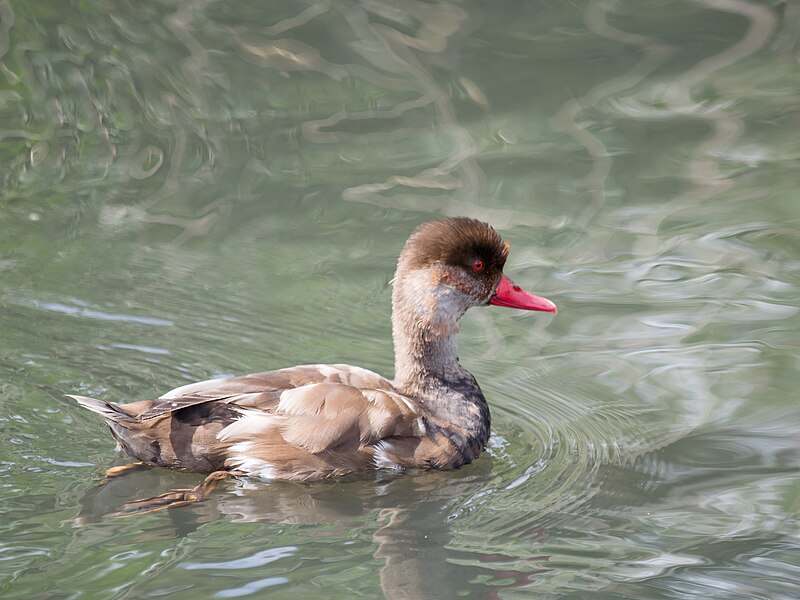 File:Female red crested pochard (14355505936).jpg