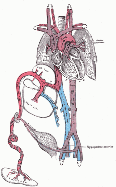 File:Fetal circulation.png