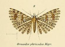 Cурет.08-Alucita phricodes.JPG